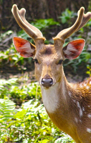 Kathmandu and Chitwan Jungle Eco-tour